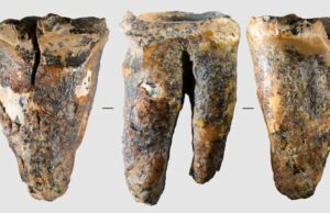 Os neandertais podem ter se interessado pela odontologia há 59 mil anos Cientistas cavando e trabalhando fora de uma caverna