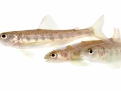 Os pesquisadores estão dando cocaína ao salmão. Não se preocupe, é para a ciência Uma mulher mede um peixe numa balança.