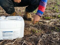 Os problemas de pragas são os piores dos últimos anos, já que os agricultores gastam até US$ 100/ha com lesmas e pulgões Gregor Ouvido