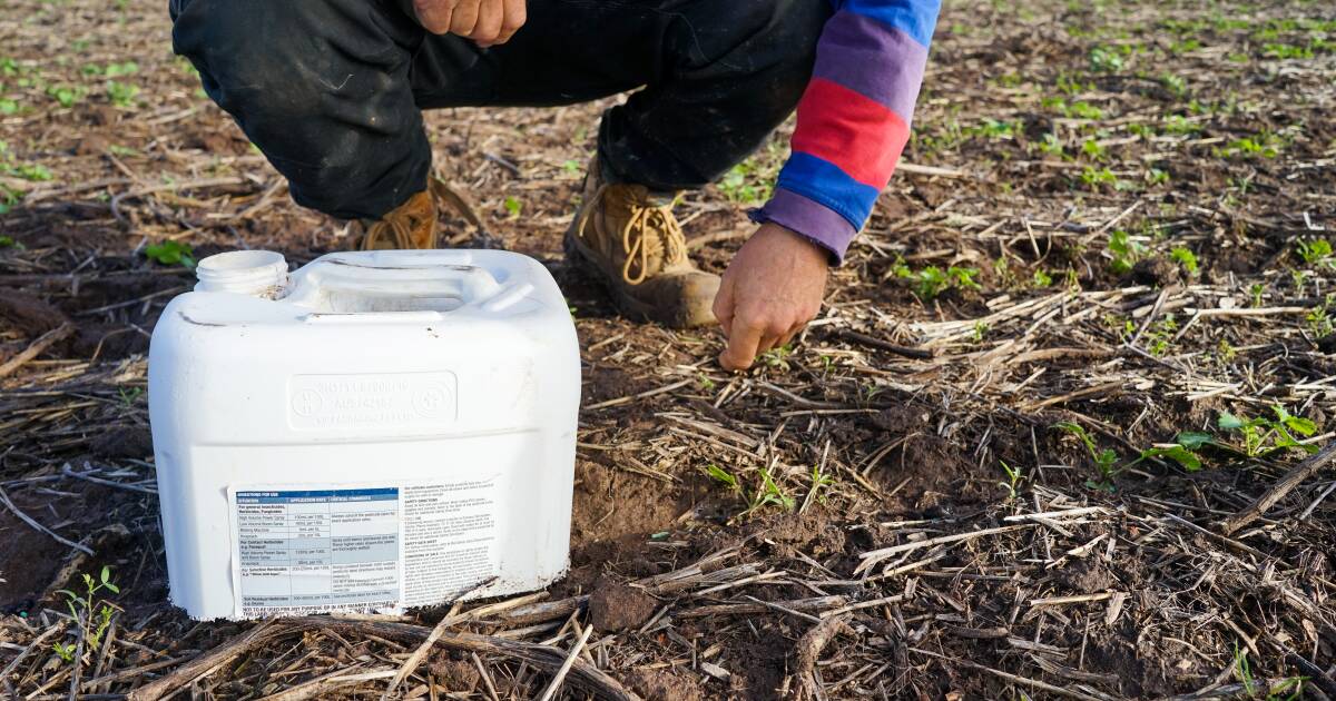 Os problemas de pragas são os piores dos últimos anos, já que os agricultores gastam até US$ 100/ha com lesmas e pulgões