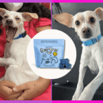 Um cachorro com uma bandana azul olha para um saco azul claro de Spot & Tango Purgum Dog Breath Chews.