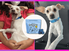 Pare de prender a respiração – esta mastigação dentária para filhotes de US $ 31 realmente funciona Um cachorro com uma bandana azul olha para um saco azul claro de Spot & Tango Purgum Dog Breath Chews.
