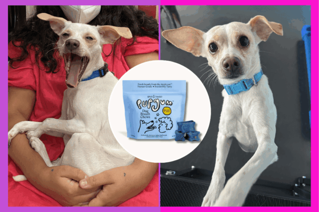 Um cachorro com uma bandana azul olha para um saco azul claro de Spot & Tango Purgum Dog Breath Chews.