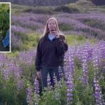 Parque da Califórnia destaca flores silvestres apesar do recente vandalismo em flores