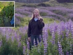 Parque da Califórnia destaca flores silvestres apesar do recente vandalismo em flores Parque da Califórnia destaca flores silvestres apesar do recente vandalismo em flores
