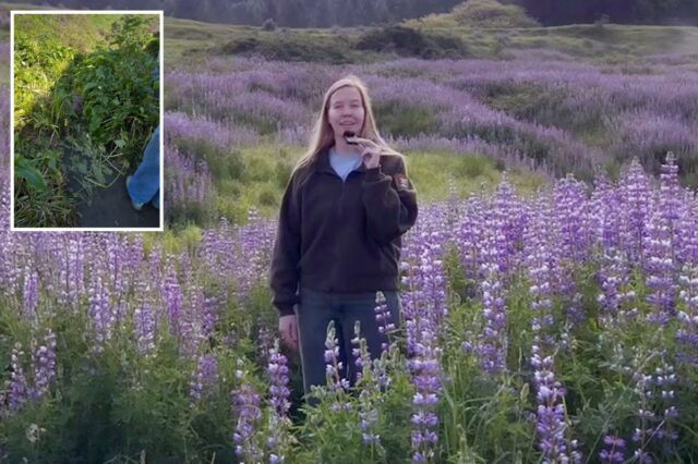 Parque da Califórnia destaca flores silvestres apesar do recente vandalismo em flores
