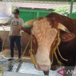 Pemprov DKI Minta Sampah Pemotongan Hewan Kurban Tak Dibuang Sembarangan