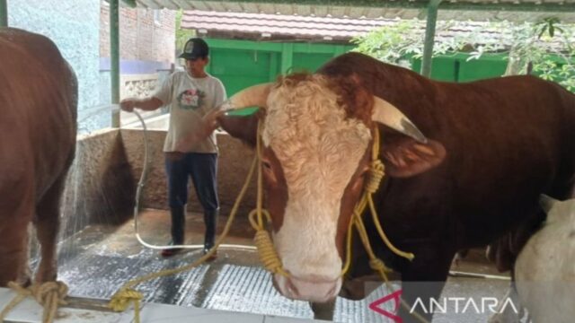 Pemprov DKI Minta Sampah Pemotongan Hewan Kurban Tak Dibuang Sembarangan
