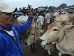 Pemprov Jabar Pastikan Ketersediaan Hewan Kurban Idul Adha 2026 Mencukupi Pemprov Jabar Pastikan Ketersediaan Hewan Kurban Idul Adha 2026 Mencukupi