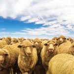 Poderosa venda de terras pastorais enquanto a dinastia das ovelhas avança com plano de sucessão