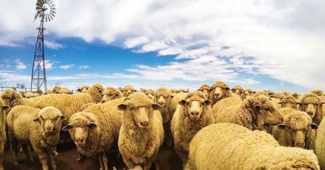 Poderosa venda de terras pastorais enquanto a dinastia das ovelhas avança com plano de sucessão
