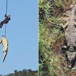 Polícia sul-africana transporta crocodilo enorme suspeito de comer local desaparecido