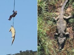 Polícia sul-africana transporta crocodilo enorme suspeito de comer local desaparecido Polícia sul-africana transporta crocodilo enorme suspeito de comer local desaparecido