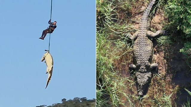 Polícia sul-africana transporta crocodilo enorme suspeito de comer local desaparecido
