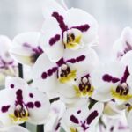 Plantas de orquídeas brancas e rosa