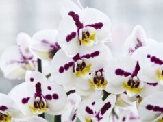Por dentro do mundo secreto e lucrativo da criação de orquídeas Plantas de orquídeas brancas e rosa