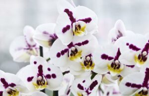 Por dentro do mundo secreto e lucrativo da criação de orquídeas Plantas de orquídeas brancas e rosa