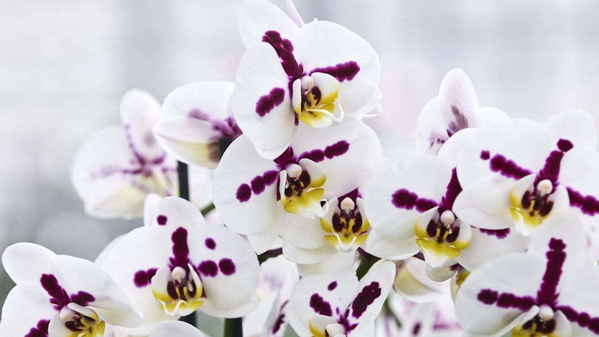 Plantas de orquídeas brancas e rosa