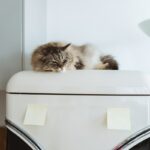Stock image: a cat sleeps on top of a fridge.