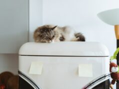 Por que seu gato dorme em lugares incomuns – e o que isso diz sobre eles Stock image: a cat sleeps on top of a fridge.