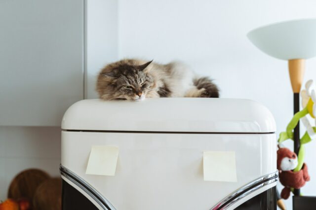 Stock image: a cat sleeps on top of a fridge.