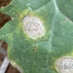 Produtores encorajados a avaliar o risco de canela preta à medida que a canola emerge em WA