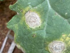 Produtores encorajados a avaliar o risco de canela preta à medida que a canola emerge em WA Produtores encorajados a avaliar o risco de canela preta à medida que a canola emerge em WA
