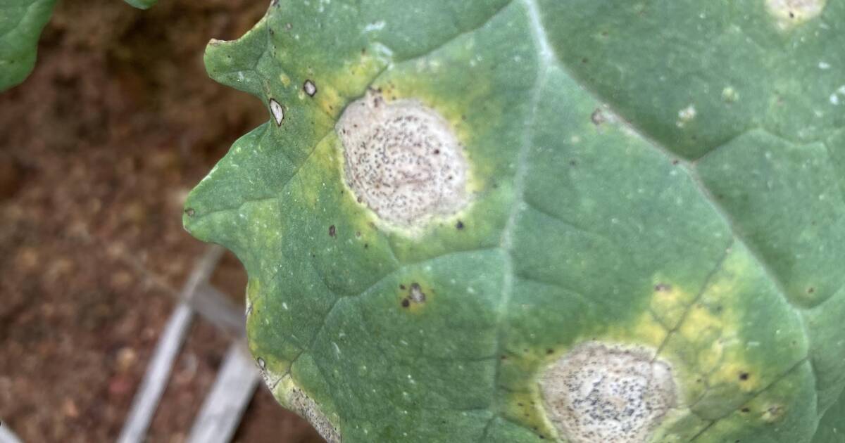 Produtores encorajados a avaliar o risco de canela preta à medida que a canola emerge em WA