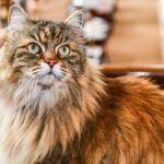 Querida Abby: Meu marido se recusa a me deixar comprar um novo gato