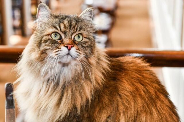 Querida Abby: Meu marido se recusa a me deixar comprar um novo gato
