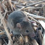 Ratos e chuvas irregulares criam condições desafiadoras na área Centro-Oeste