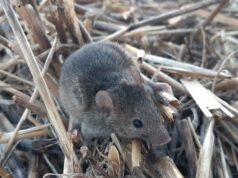 Ratos e chuvas irregulares criam condições desafiadoras na área Centro-Oeste Ratos e chuvas irregulares criam condições desafiadoras na área Centro-Oeste