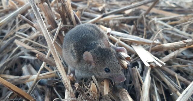 Ratos e chuvas irregulares criam condições desafiadoras na área Centro-Oeste

