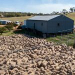 Rebanho de ovelhas pode aumentar em 1,5 milhão até 2030, segundo modelagem