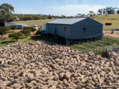 Rebanho de ovelhas pode aumentar em 1,5 milhão até 2030, segundo modelagem Rebanho de ovelhas pode aumentar em 1,5 milhão até 2030, segundo modelagem