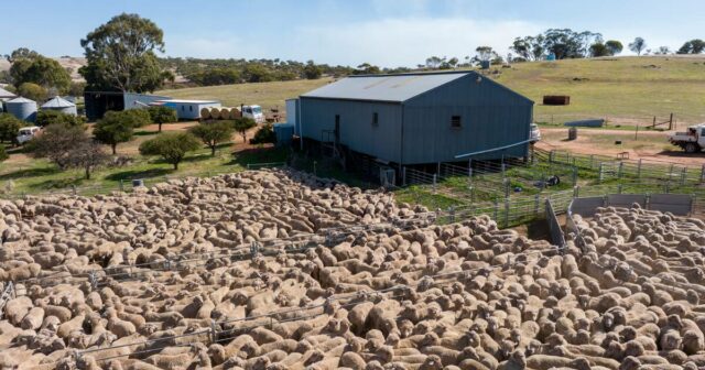 Rebanho de ovelhas pode aumentar em 1,5 milhão até 2030, Rebanho de ovelhas pode aumentar em 1,5 milhão até 2030, segundo modelagem