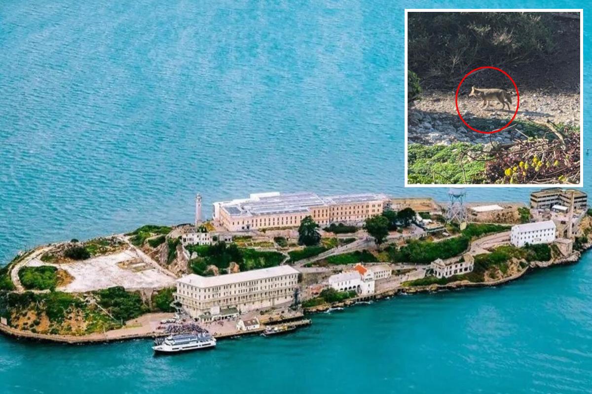 Reviravolta incrível no caso de coiote vivendo em Alcatraz após nadar com monstros