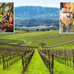 Rival de Napa Valley paira sobre Wine Country enquanto números chocantes deixam sommeliers em aparelhos de suporte vital