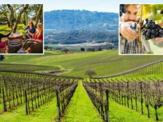 Rival de Napa Valley paira sobre Wine Country enquanto números chocantes deixam sommeliers em aparelhos de suporte vital Rival de Napa Valley paira sobre Wine Country enquanto números chocantes deixam sommeliers em aparelhos de suporte vital