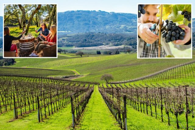 Rival de Napa Valley paira sobre Wine Country enquanto números chocantes deixam sommeliers em aparelhos de suporte vital
