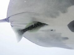 Suckerfish estão mergulhando de cabeça nas traseiras das desavisadas arraias manta Ícone de conversão de texto em fala