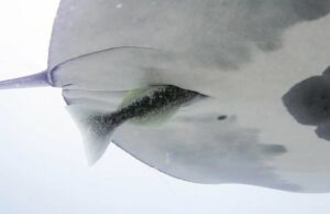 Suckerfish estão mergulhando de cabeça nas traseiras das desavisadas arraias manta Ícone de conversão de texto em fala