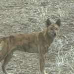 Testes de DNA para revelar a origem do cão selvagem desonesto na propriedade Kulin