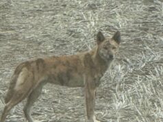 Testes de DNA para revelar a origem do cão selvagem desonesto na propriedade Kulin Testes de DNA para revelar a origem do cão selvagem desonesto na propriedade Kulin