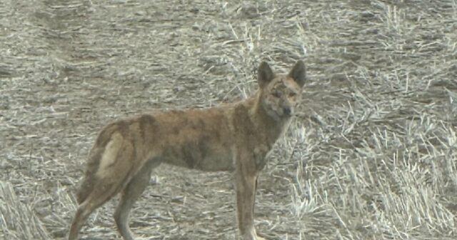 Testes de DNA para revelar a origem do cão selvagem desonesto na propriedade Kulin
