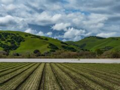 Testes de águas superficiais da Califórnia revelam que metade das amostras continham ‘produtos químicos para sempre’ Floodwaters from the Salinas River fill agricultural fields in Spreckels, California, on March 13, 2023.