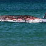 Timmy foi transportado em uma barcaça inundada para o Mar do Norte no final de abril. -Philip Dulian/AP