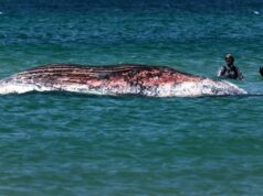 Timmy, a baleia jubarte encalhada, encontrada morta na costa dinamarquesa Timmy foi transportado em uma barcaça inundada para o Mar do Norte no final de abril. -Philip Dulian/AP