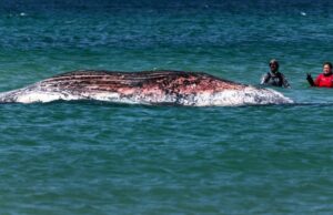 Timmy, a baleia jubarte encalhada, encontrada morta na costa dinamarquesa Timmy foi transportado em uma barcaça inundada para o Mar do Norte no final de abril. -Philip Dulian/AP