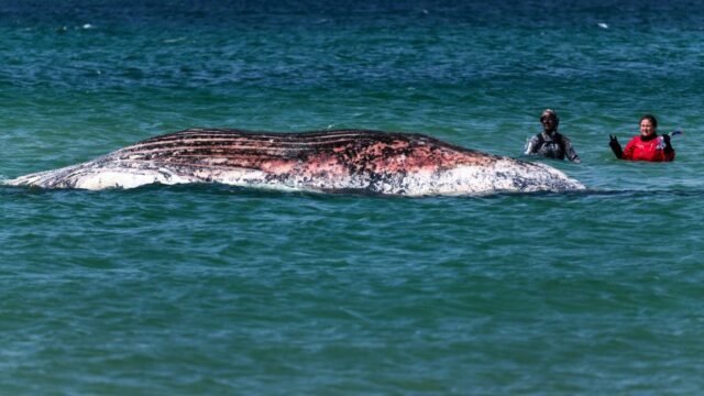 Timmy, a baleia jubarte encalhada, encontrada morta na costa dinamarquesa Timmy foi transportado em uma barcaça inundada para o Mar do Norte no final de abril. -Philip Dulian/AP